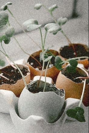 Sow Your Seeds - Eggshell Seedling Pots